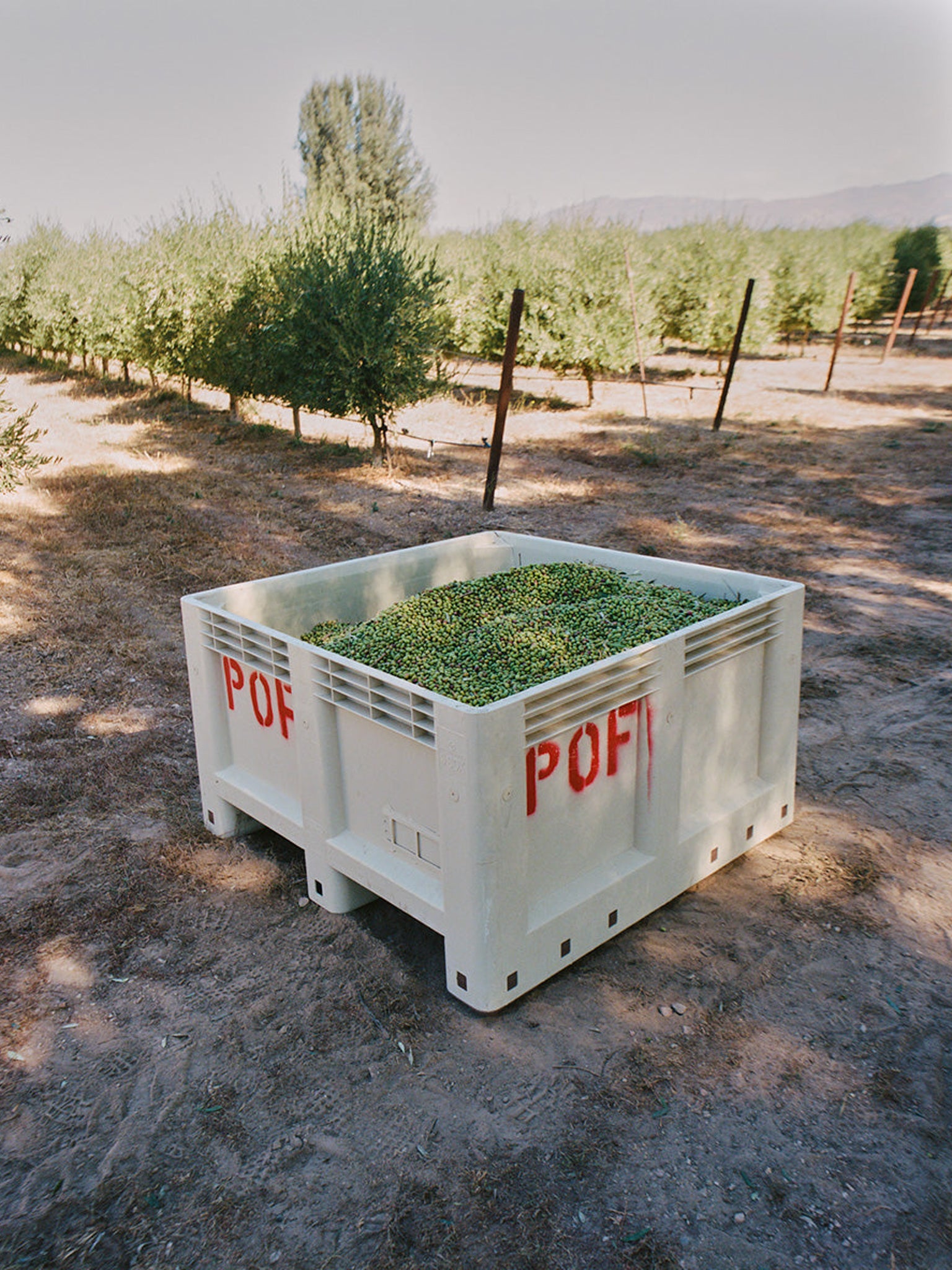 Ultra Premium Extra Virgin Olive Oil