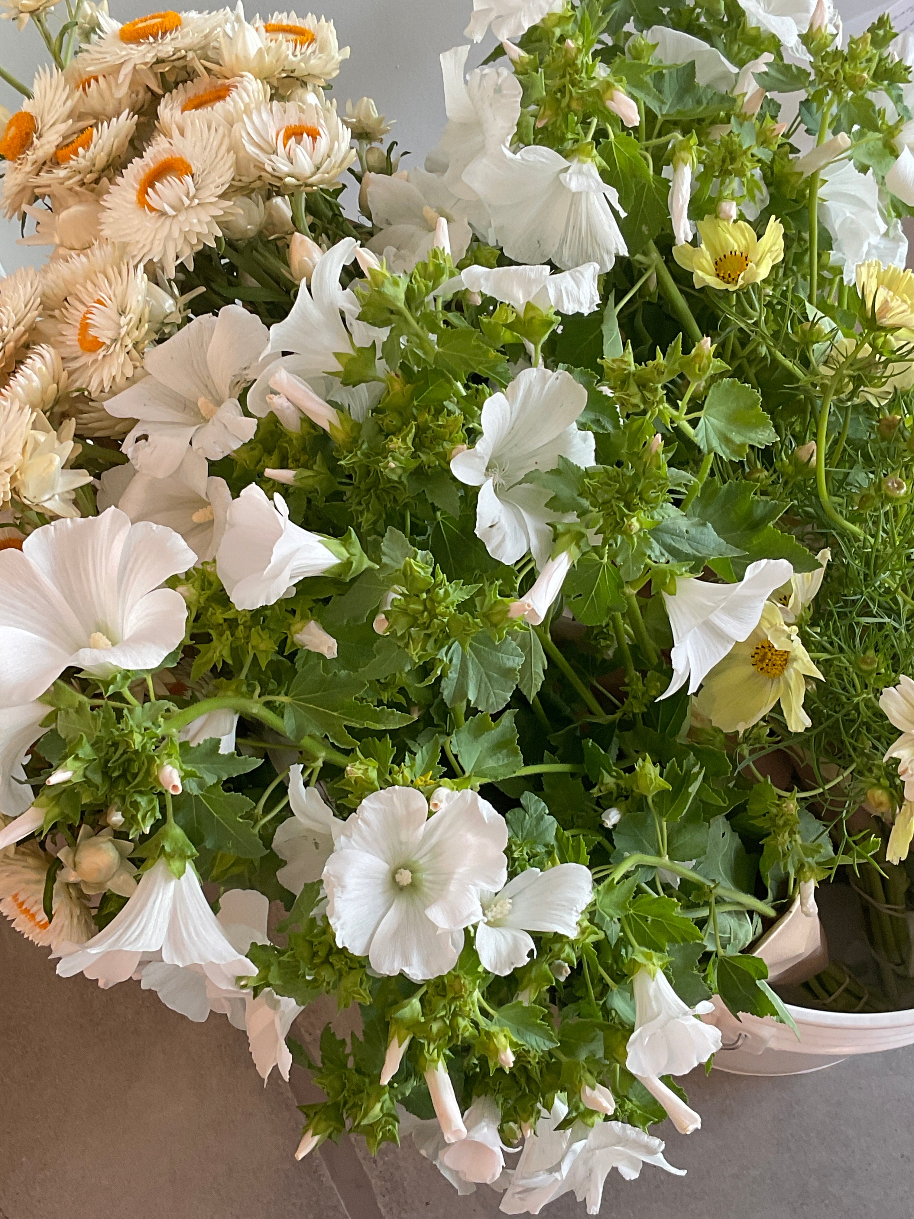 Local flowers — lavatera