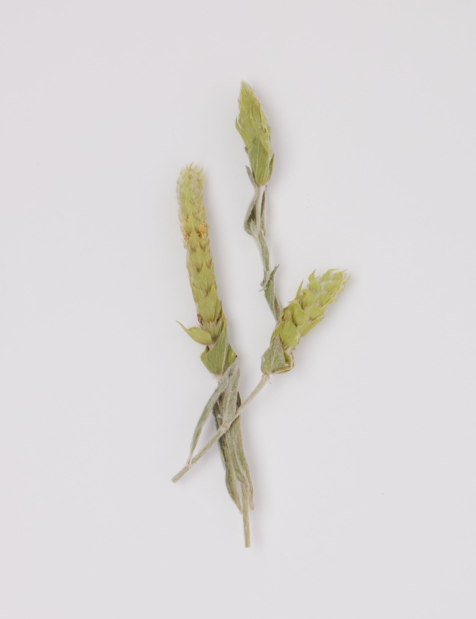 Greek Mountain Tea Bouquet by Daphnis and Chloe, curated by Shop Sommer in San Francisco.