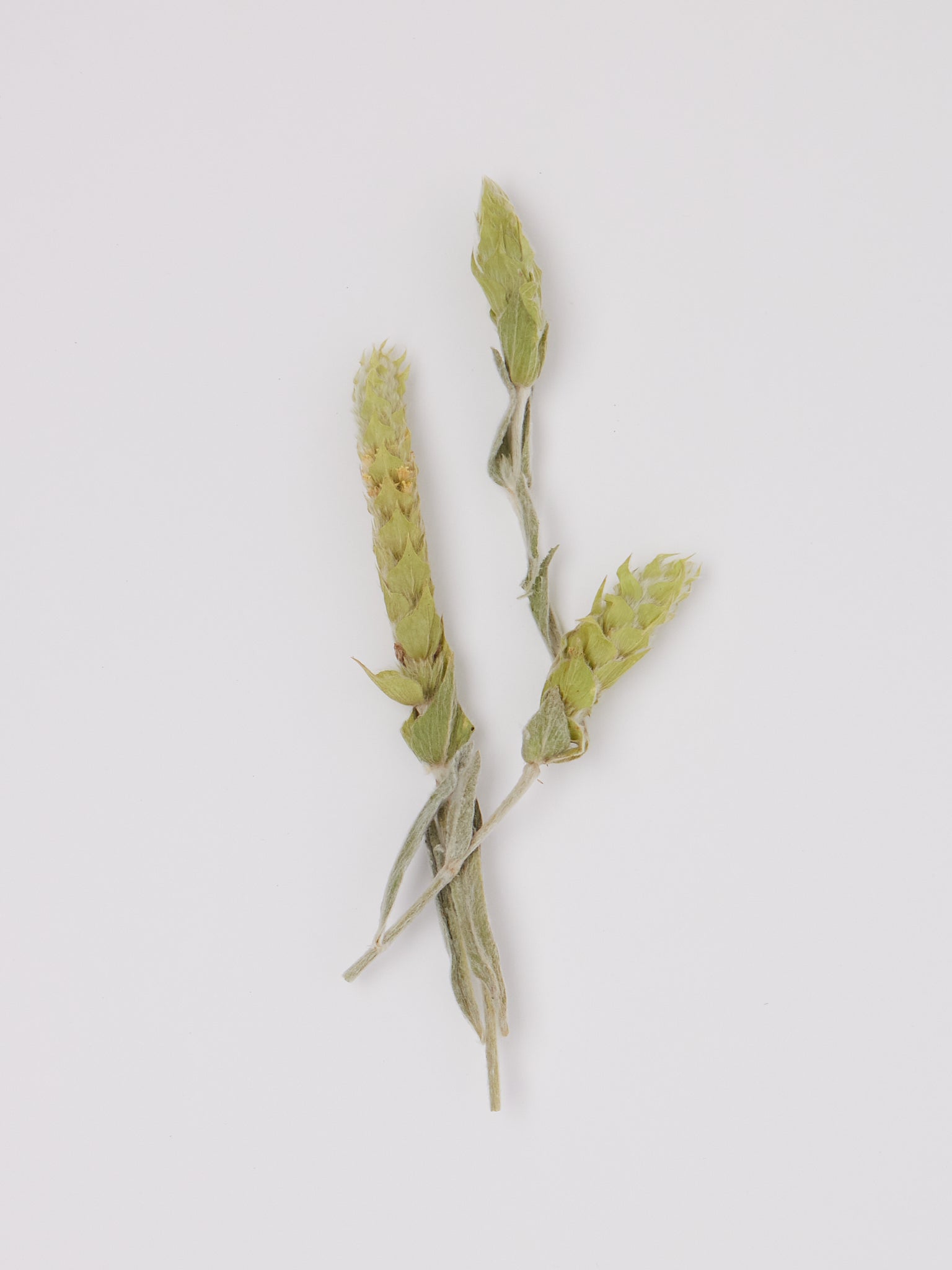 Greek Mountain Tea Bouquet by Daphnis and Chloe, curated by Shop Sommer in San Francisco.