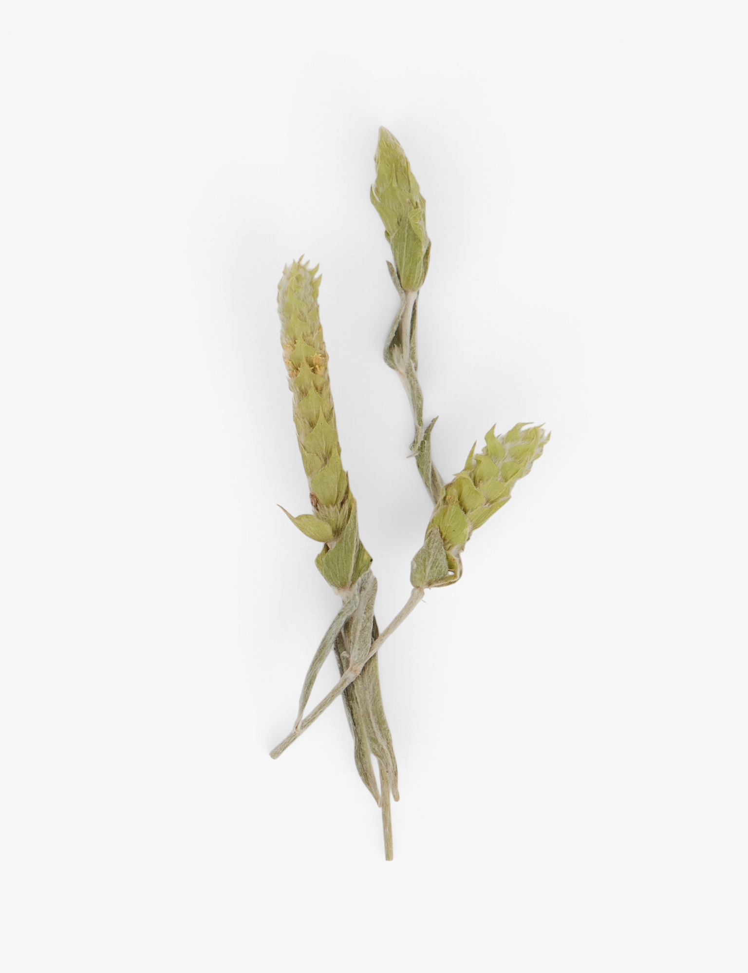 Greek Mountain Tea Bouquet by Daphnis and Chloe, curated by Shop Sommer in San Francisco.
