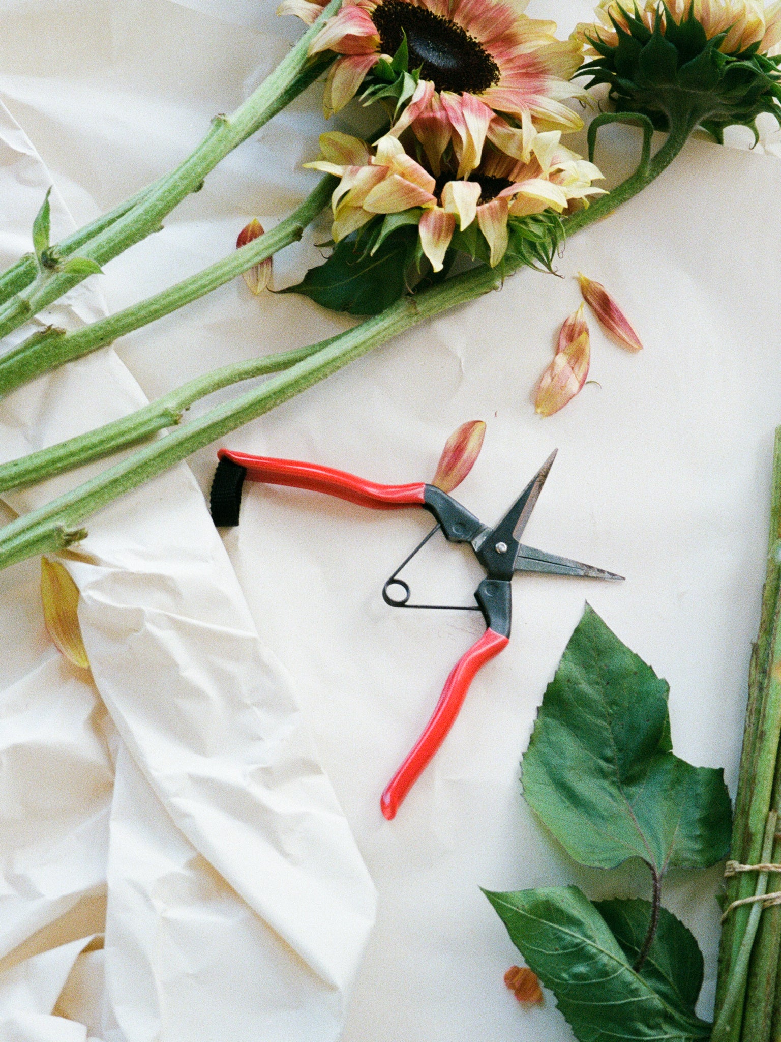 Niwaki Garden Snips at Shop Sommer