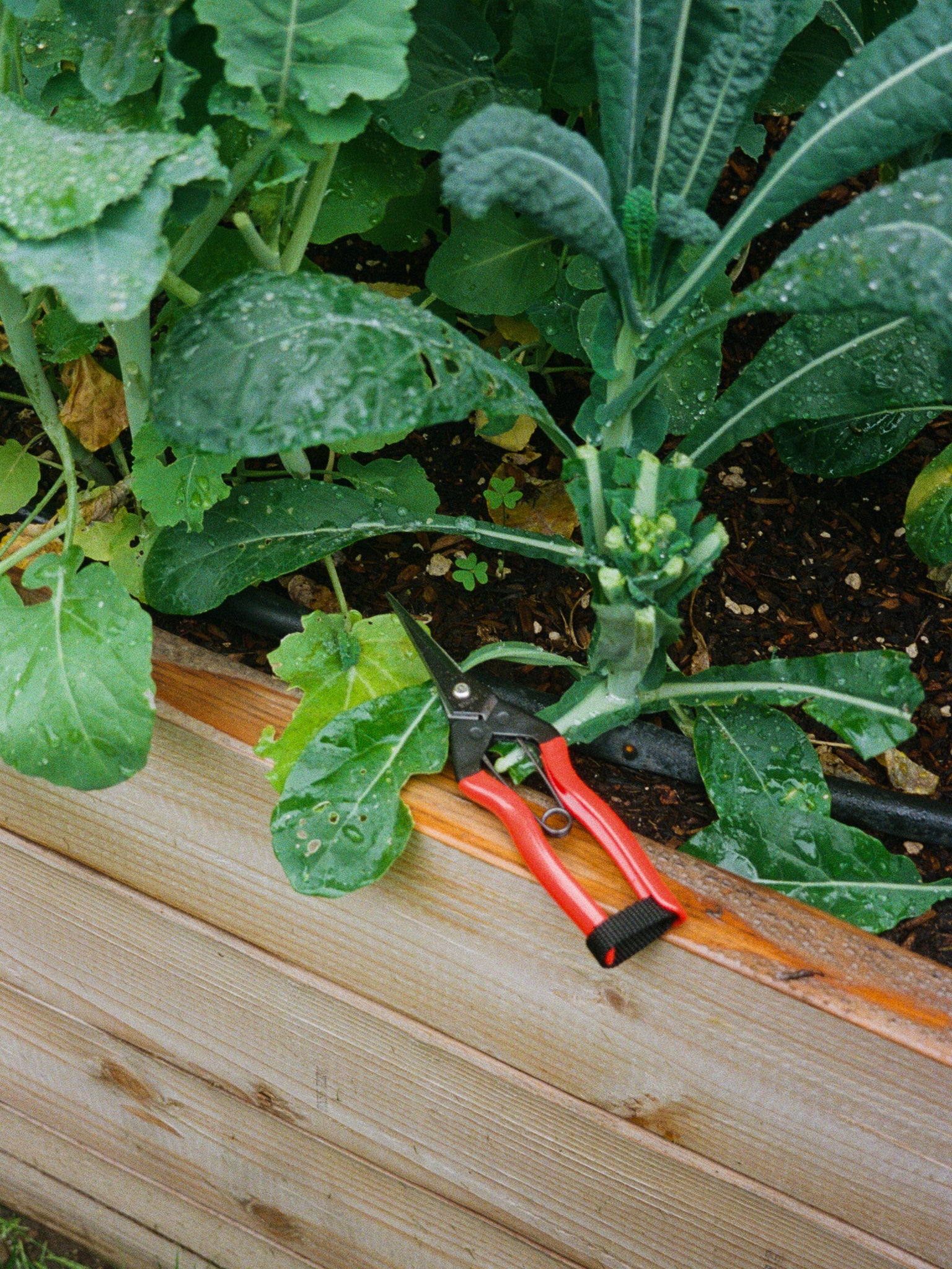 Niwaki Garden Snips at Shop Sommer